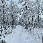 Newly Built Log Near Hardangervidda