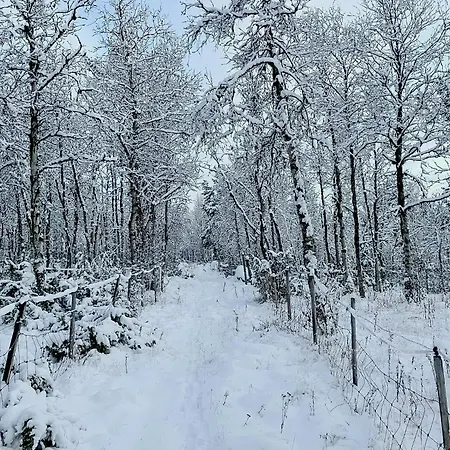 Newly Built Log Near Hardangervidda